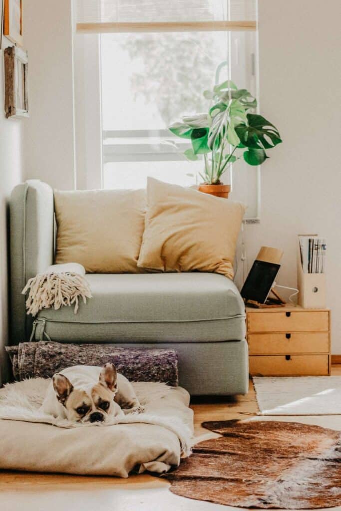 A cozy, eco-friendly living room features a light blue sofa with beige cushions next to a leafy green plant by the window. A French Bulldog rests on a cream dog bed on the floor, and space-conscious updates include a small wooden drawer and neatly stacked magazines nearby.