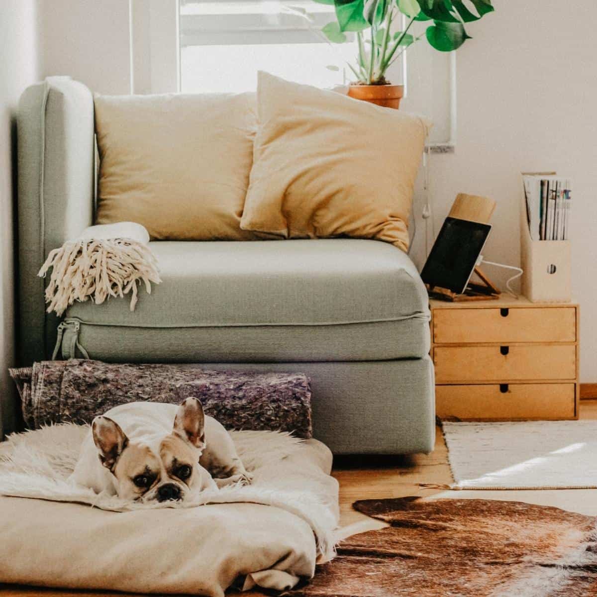 A cozy living room featuring a light green armchair with yellow cushions. A French Bulldog rests on a soft blanket within the inviting space. Wooden drawers, a potted plant, and eco-friendly rugs adorn the wooden floor as sunlight streams in through a nearby window.