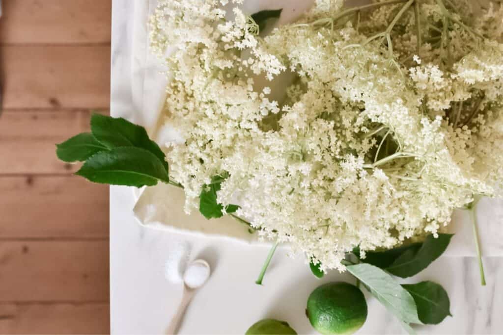 Elderflower clusters with green leaves lie on a white surface, next to a small spoon of sugar and a halved lime. The light wood texture background sets the scene for crafting Grandmas elderflower cordial recipe, capturing the essence of natures bounty.