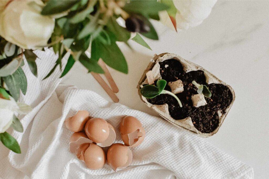 Eggshells beside a small carton planter with seedlings growing in soil symbolize a sustainable lifestyle. A white cloth and leafy green plant are nearby on the light-colored surface, showcasing how small changes can make an eco-friendly impact.